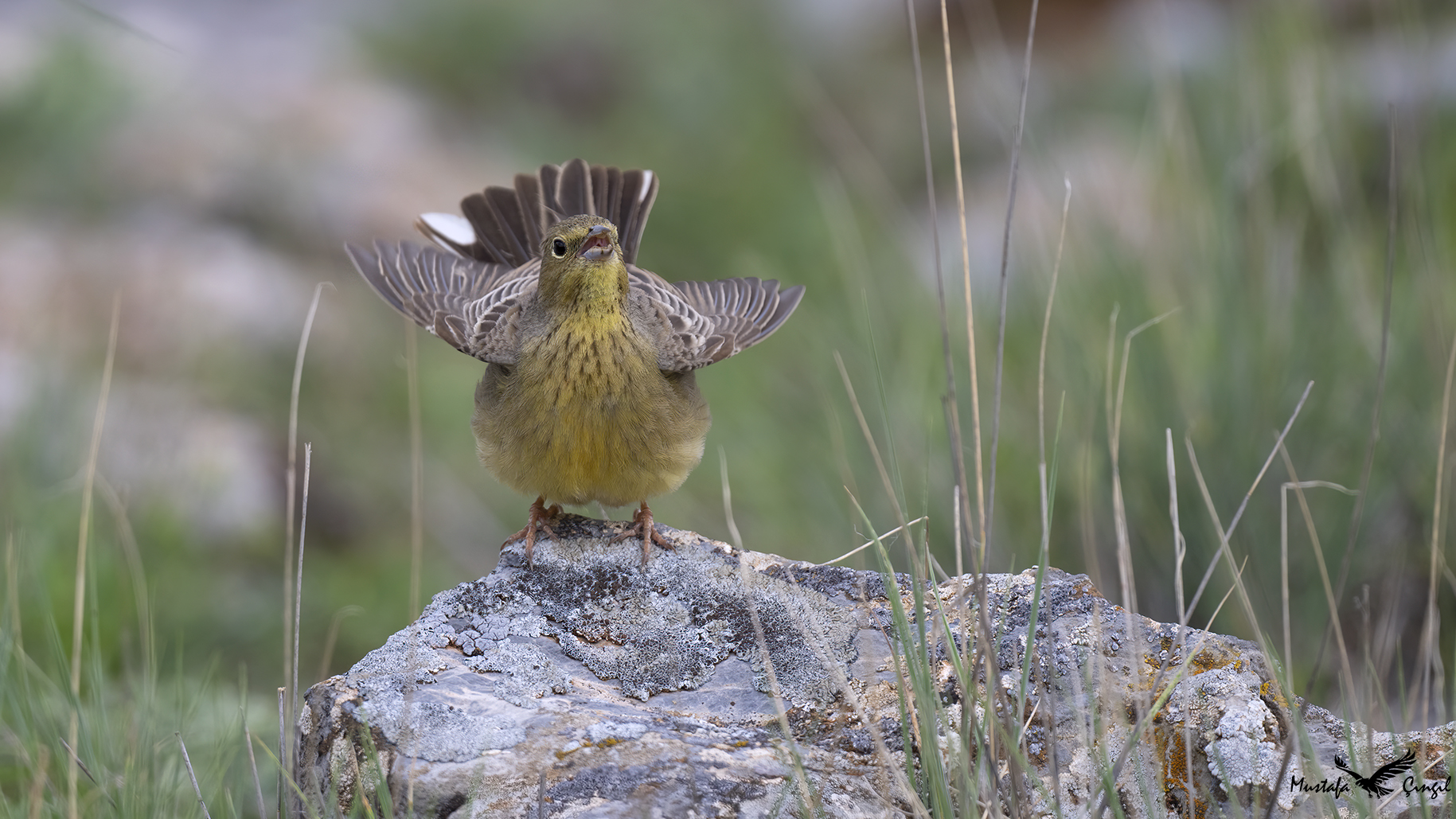 Cinereous Bunting